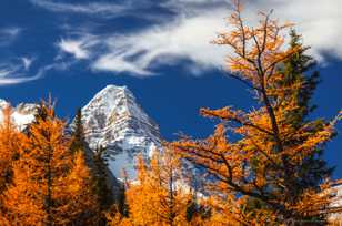 Larch trees and Mt. Assiniboine-1422